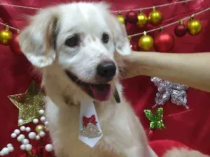 Cachorro raça SRD idade  nome Lord - apelidamos