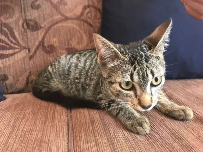 Gato ra a SRD idade Abaixo de 2 meses nome FILHOTES