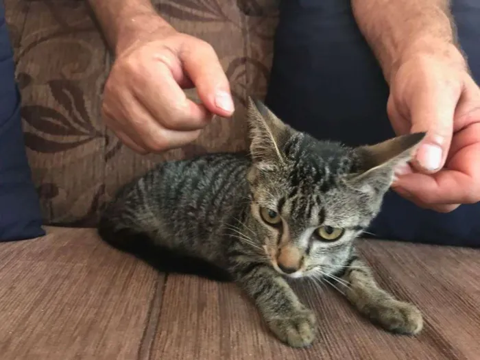Gato ra a SRD idade Abaixo de 2 meses nome FILHOTES