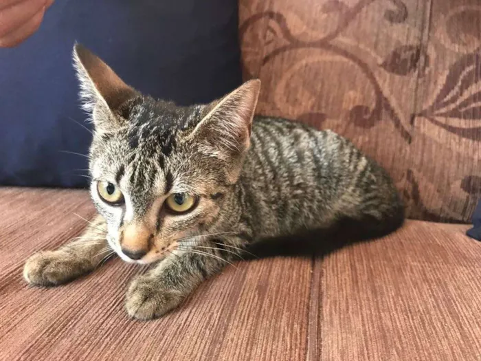Gato ra a SRD idade Abaixo de 2 meses nome Filhote