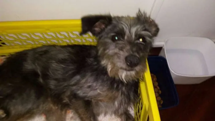 Cachorro ra a SRD idade 1 ano nome Pongo
