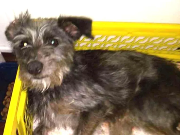 Cachorro ra a SRD idade 1 ano nome Pongo