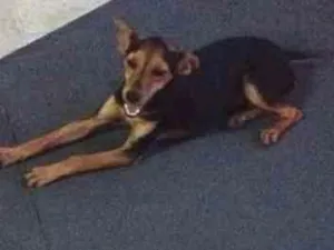 Cachorro raça vira lata idade 1 ano nome nao sabemos