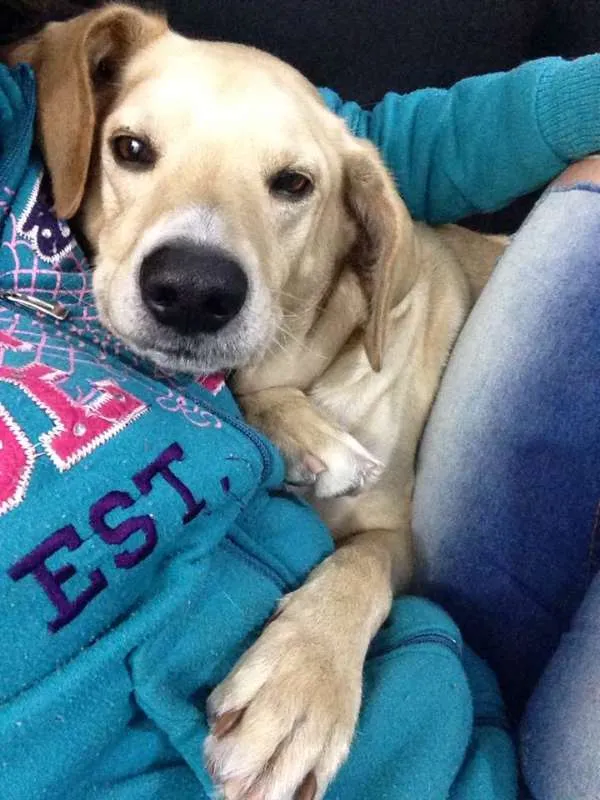 Cachorro ra a Vira lata idade 4 anos nome Marley