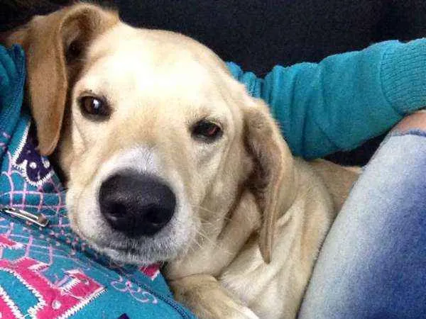 Cachorro ra a Vira lata idade 4 anos nome Marley