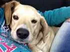 Cachorro raça Vira lata idade 4 anos nome Marley