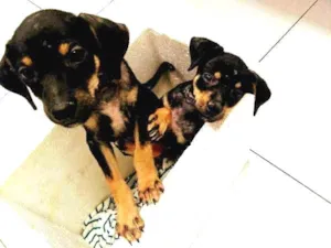 Cachorro raça não identificada idade Abaixo de 2 meses nome Sem nome