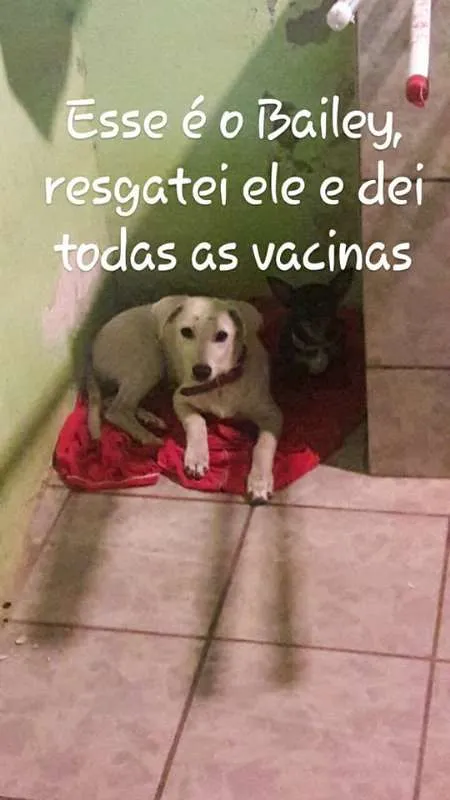 Cachorro raça Viralata - Lembra o labrador idade 7 a 11 meses nome Bailey