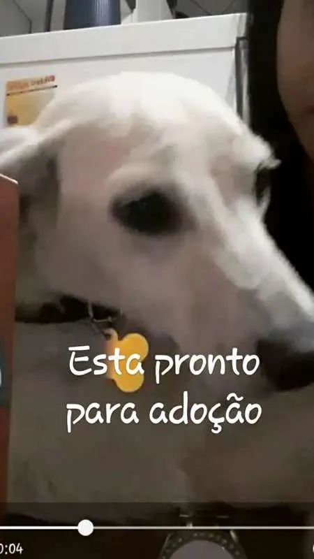 Cachorro raça Viralata - Lembra o labrador idade 7 a 11 meses nome Bailey