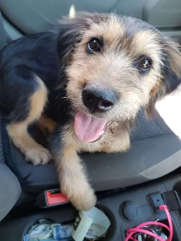 Cachorro ra a indefinida idade 2 a 6 meses nome indefinido