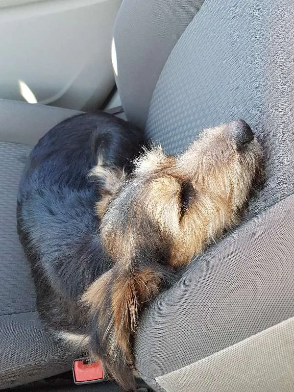 Cachorro ra a indefinida idade 2 a 6 meses nome indefinido