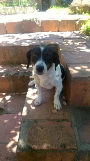 Cachorro raça sem raça definida idade 1 ano nome Vaca