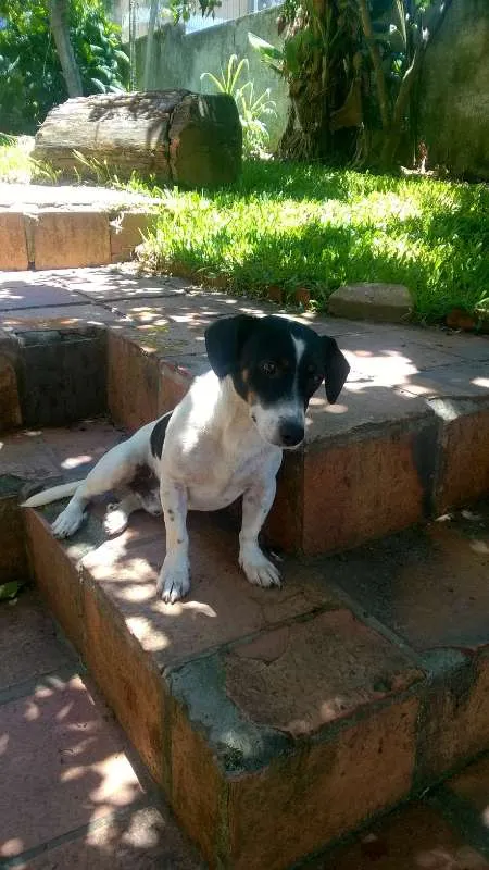 Cachorro ra a sem raça definida idade 1 ano nome Vaca