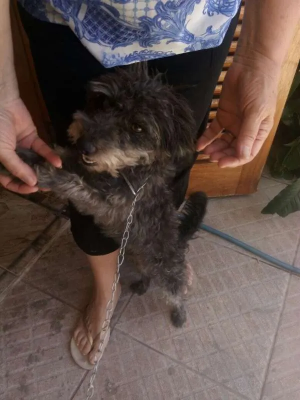 Cachorro ra a indefinida idade 3 anos nome Biliska