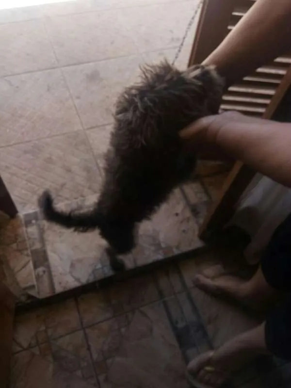 Cachorro ra a indefinida idade 3 anos nome Biliska