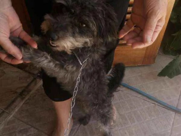 Cachorro ra a indefinida idade 3 anos nome Biliska