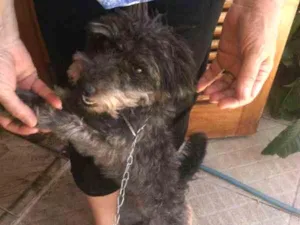 Cachorro raça indefinida idade 3 anos nome Biliska
