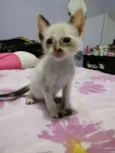 Filhotes de Gatinho