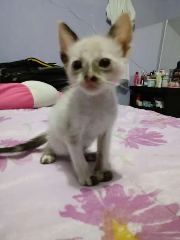 Gato ra a  idade Abaixo de 2 meses nome Filhotes de Gatinho
