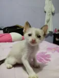 Filhotes de Gatinho