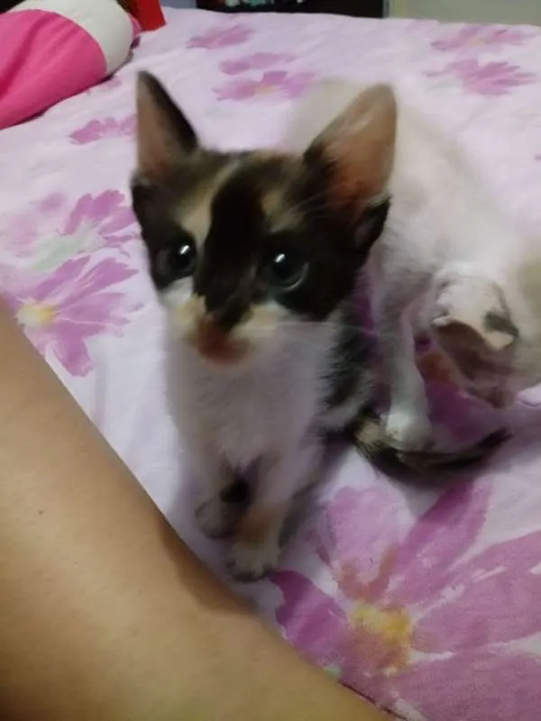 Gato ra a  idade Abaixo de 2 meses nome Filhotes de Gatinho