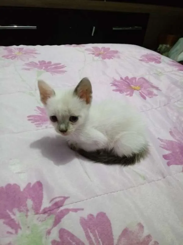 Gato ra a  idade Abaixo de 2 meses nome Filhotes de Gatinho