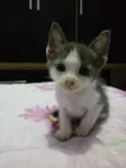 Filhotes de Gatinho