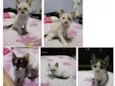 Filhotes de Gatinho
