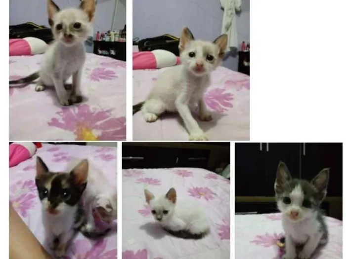Gato ra a  idade Abaixo de 2 meses nome Filhotes de Gatinho