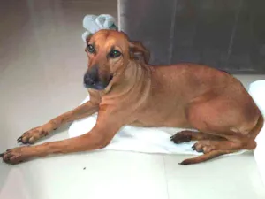 Cachorro raça SRD idade 3 anos nome Sem