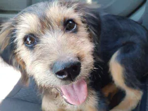 Cachorro raça indefinida idade 2 a 6 meses nome indefinido