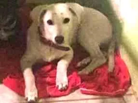 Cachorro raça Viralata - Lembra o labrador idade 7 a 11 meses nome Bailey