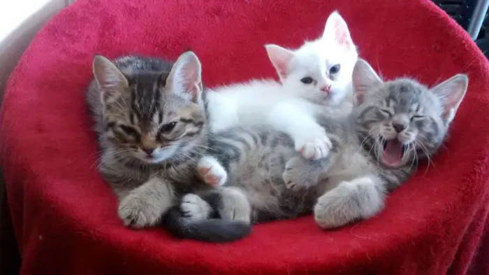 Gato ra a  idade Abaixo de 2 meses nome Sem Nome.