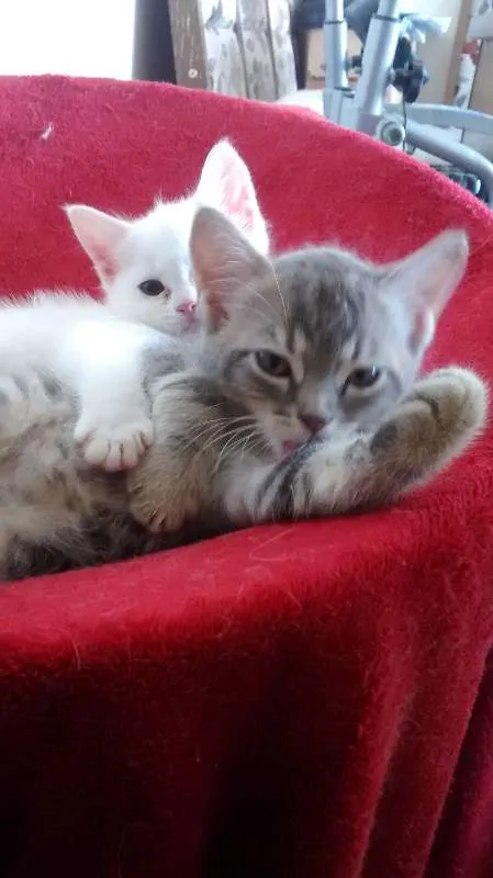 Gato ra a  idade Abaixo de 2 meses nome Sem Nome.