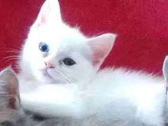Gato ra a  idade Abaixo de 2 meses nome Sem Nome.