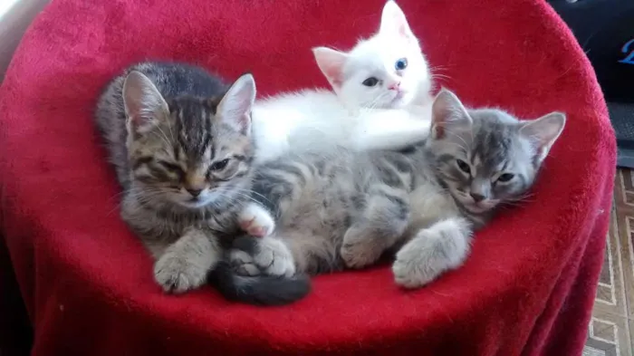 Gato ra a  idade Abaixo de 2 meses nome Sem Nome4