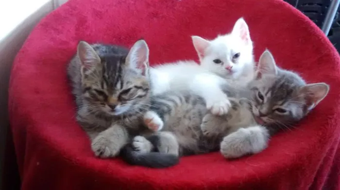Gato ra a  idade Abaixo de 2 meses nome Sem Nome4