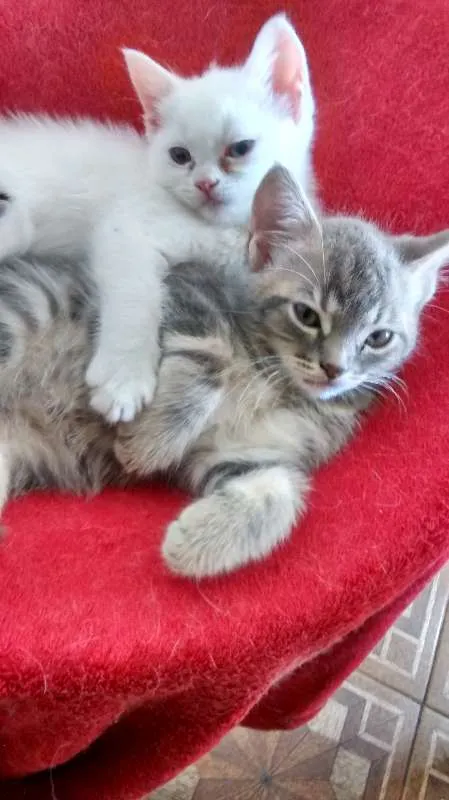 Gato ra a  idade Abaixo de 2 meses nome Sem Nome4