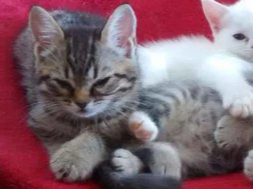 Gato ra a  idade Abaixo de 2 meses nome Sem Nome4