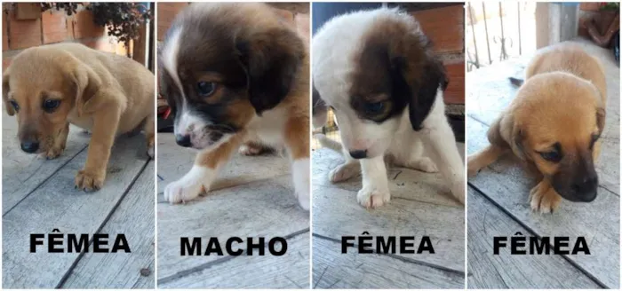 Cachorro raça Vira lata idade 2 a 6 meses nome Ainda sem nome