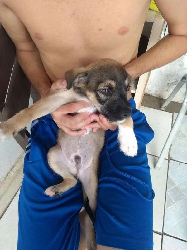 Cachorro ra a  idade 2 a 6 meses nome Ainda não tem