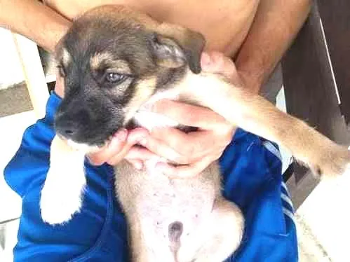 Cachorro ra a  idade 2 a 6 meses nome Ainda não tem