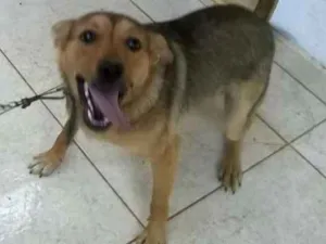 Cachorro raça  idade 1 ano nome pitoko