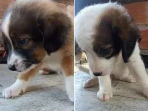 Cachorro raça Vira lata idade 2 a 6 meses nome Ainda sem nome