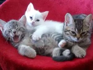 Gato raça  idade Abaixo de 2 meses nome Sem Nome4