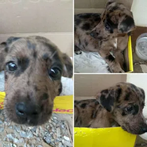 Cachorro raça  idade Abaixo de 2 meses nome Sem nome