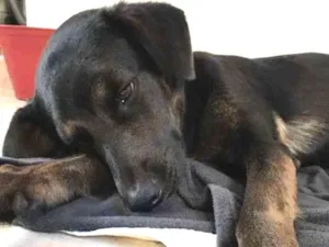 Cachorro raça SRD idade 1 ano nome Jack