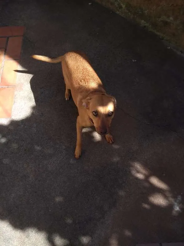 Cachorro raça  idade 1 ano nome she-ra