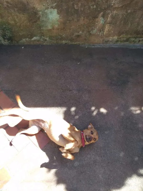 Cachorro raça  idade 1 ano nome she-ra