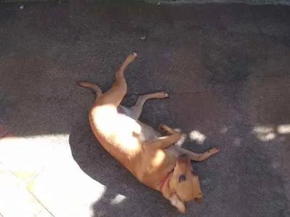 Cachorro raça  idade 1 ano nome she-ra